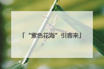 “紫色花海”引客来