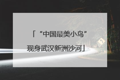 “中国最美小鸟”现身武汉新洲沙河