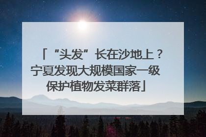 “头发”长在沙地上？宁夏发现大规模国家一级保护植物发菜群落