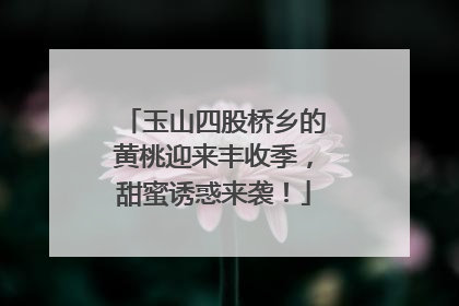 玉山四股桥乡的黄桃迎来丰收季，甜蜜诱惑来袭！