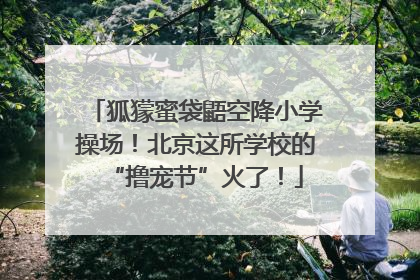 狐獴蜜袋鼯空降小学操场！北京这所学校的“撸宠节”火了！