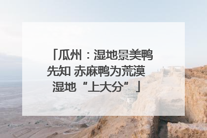 瓜州：湿地景美鸭先知 赤麻鸭为荒漠湿地“上大分”