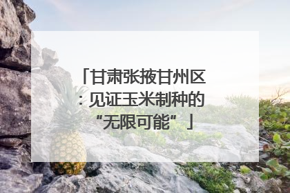 甘肃张掖甘州区：见证玉米制种的“无限可能”