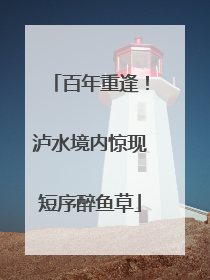百年重逢！泸水境内惊现短序醉鱼草