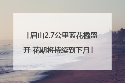 眉山2.7公里蓝花楹盛开 花期将持续到下月