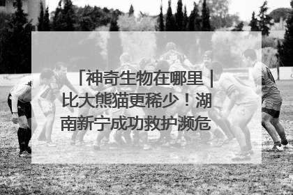 神奇生物在哪里｜比大熊猫更稀少！湖南新宁成功救护濒危鸟类海南鳽