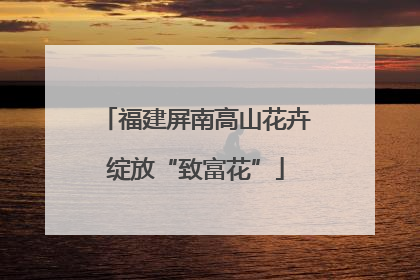 福建屏南高山花卉绽放“致富花”
