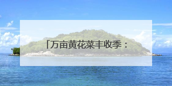 万亩黄花菜丰收季：“质量 + 安全” 驱动产业高质量发展