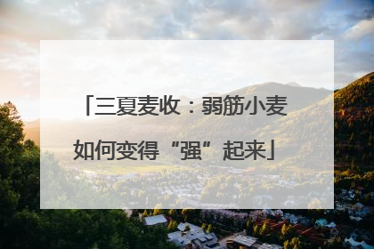三夏麦收：弱筋小麦如何变得“强”起来