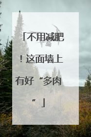 不用减肥！这面墙上有好“多肉”