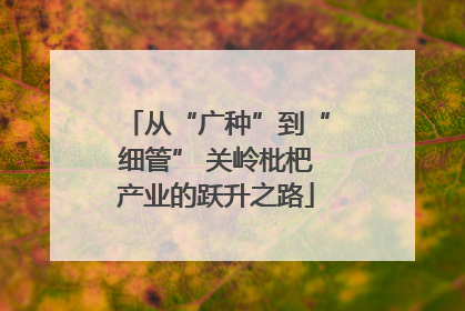 从“广种”到“细管” 关岭枇杷产业的跃升之路