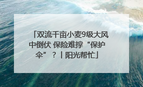 双流千亩小麦9级大风中倒伏 保险难撑“保护伞”？丨阳光帮忙