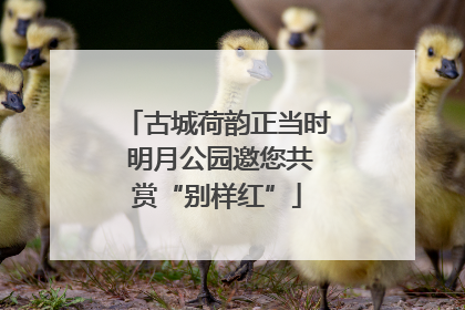 古城荷韵正当时 明月公园邀您共赏“别样红”