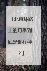 北京环路上的月季到底是谁在种？