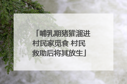 哺乳期猪獾溜进村民家觅食 村民救助后将其放生