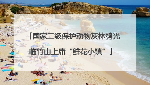 国家二级保护动物灰林鸮光临竹山上庸“鲜花小镇”
