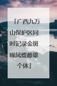 广西九万山保护区同时记录金斑喙凤蝶雌雄个体
