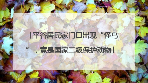 平谷居民家门口出现“怪鸟”，竟是国家二级保护动物