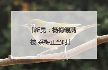 新晃：杨梅缀满枝 采梅正当时