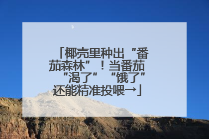 椰壳里种出“番茄森林”！当番茄“渴了”“饿了”还能精准投喂→