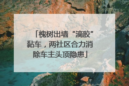槐树出墙“滴胶”黏车，两社区合力消除车主头顶隐患