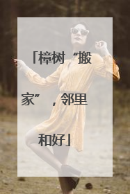 樟树“搬家”，邻里和好