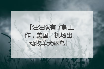 汪汪队有了新工作，美国一机场出动牧羊犬驱鸟