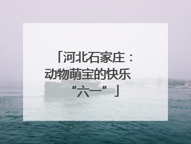 河北石家庄：动物萌宝的快乐“六一”