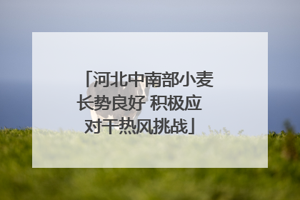河北中南部小麦长势良好 积极应对干热风挑战