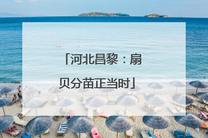 河北昌黎：扇贝分苗正当时