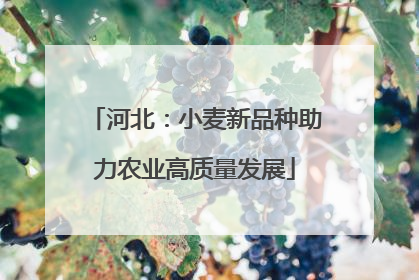 河北：小麦新品种助力农业高质量发展