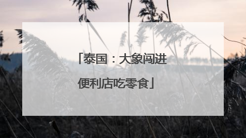 泰国：大象闯进便利店吃零食