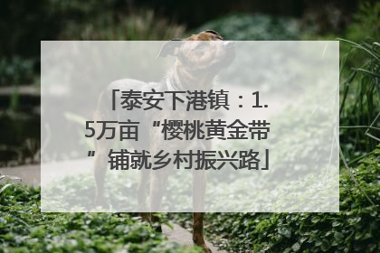 泰安下港镇：1.5万亩“樱桃黄金带”铺就乡村振兴路