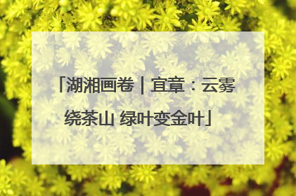 湖湘画卷｜宜章：云雾绕茶山 绿叶变金叶