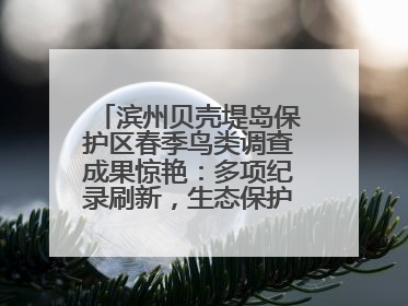 滨州贝壳堤岛保护区春季鸟类调查成果惊艳：多项纪录刷新，生态保护成效显著