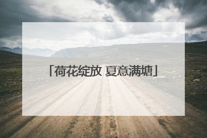 荷花绽放 夏意满塘