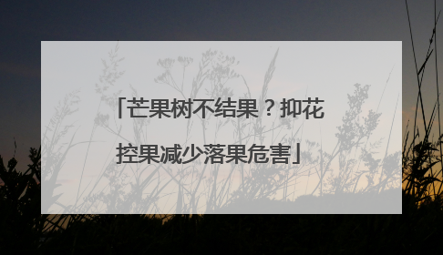 芒果树不结果？抑花控果减少落果危害