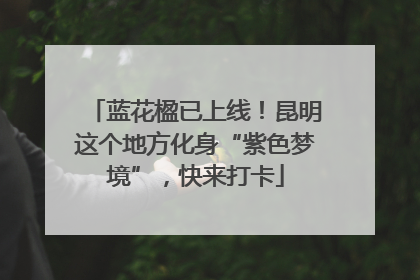 蓝花楹已上线！昆明这个地方化身“紫色梦境”，快来打卡