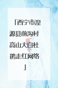 西宁市湟源县前沟村高山大白杜鹃走红网络