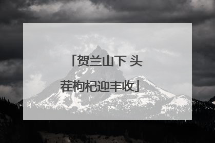 贺兰山下 头茬枸杞迎丰收