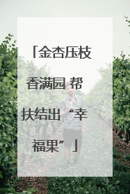 金杏压枝香满园 帮扶结出“幸福果”