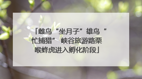 雌鸟“坐月子”雄鸟“忙捕猎” 峡谷旅游路栗喉蜂虎进入孵化阶段