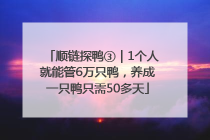 顺链探鸭③｜1个人就能管6万只鸭，养成一只鸭只需50多天