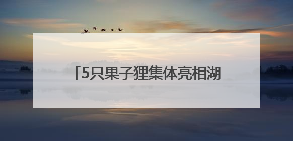 5只果子狸集体亮相湖南南山国家公园候选区